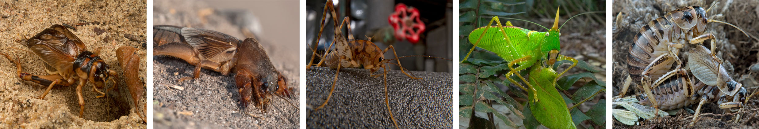 The Song Laboratory of Insect Systematics and Evolution - The Cricket ...
