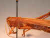 alutacea_type_frontal.jpg (62931 bytes)