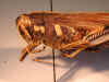 chinatiensis_type_frontal.jpg (79839 bytes)