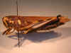 chinatiensis_type_lateral.jpg (62767 bytes)