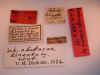 lineata_type_label.jpg (67641 bytes)