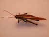 obscura_dorsal.jpg (47676 bytes)