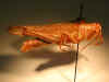 rubiginosa_type_lateral.jpg (54712 bytes)
